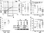 ESRP1 Antibody in Western Blot (WB)