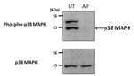 Phospho-p38 MAPK (Thr180, Tyr182) Antibody in Western Blot (WB)