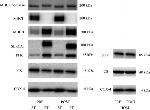 SERCA1 ATPase Antibody in Western Blot (WB)