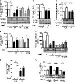 Phospho-PYK2 (Tyr402) Antibody in Western Blot (WB)