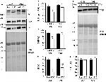 JPH1 Antibody in Western Blot (WB)