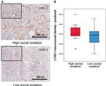 LYVE1 Antibody in Immunohistochemistry (IHC)