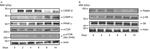 Raptor Antibody in Western Blot (WB)