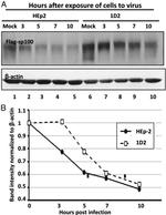 beta Actin Antibody in Western Blot (WB)