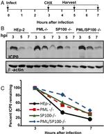 beta Actin Loading Control Antibody in Western Blot (WB)