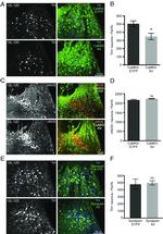 nNOS Antibody in Immunohistochemistry (IHC)