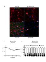 beta-3 Tubulin Antibody in Immunocytochemistry (ICC/IF)