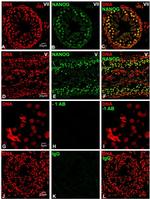 Nanog Antibody in Immunohistochemistry (IHC)