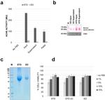 CD63 Antibody in Western Blot (WB)