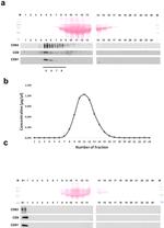 CD63 Antibody in Western Blot (WB)