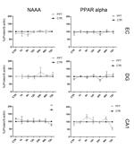 PPAR alpha Antibody in Western Blot (WB)