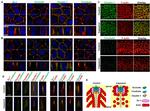 MARVELD2 Antibody in Immunohistochemistry (IHC)