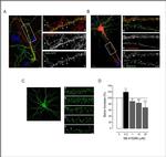 GSK3 alpha/beta Antibody in Immunocytochemistry (ICC/IF)