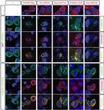 SAP97 Antibody in Immunocytochemistry (ICC/IF)