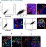 Syntaxin 1 Antibody in Immunocytochemistry (ICC/IF)