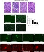 F4/80 Antibody in Immunohistochemistry (IHC)