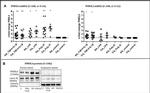 PIWIL4 Antibody in Western Blot (WB)