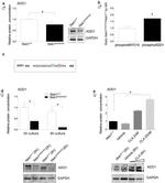 GAPDH Antibody in Western Blot (WB)