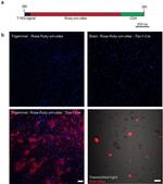 OLLAS Tag Antibody in Immunocytochemistry, Immunohistochemistry (ICC/IF, IHC)