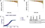 SMYD3 Antibody in Western Blot (WB)