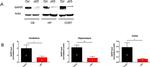 SAP97 Antibody in Western Blot (WB)