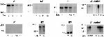 ATP1A3 Antibody in Western Blot (WB)