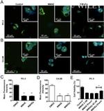 alpha Tubulin Antibody in Immunocytochemistry (ICC/IF)