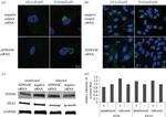 TGN46 Antibody in Western Blot (WB)