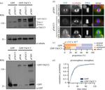 alpha Tubulin Antibody in Western Blot (WB)