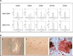 CD44 Antibody in Flow Cytometry (Flow)