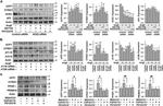 PRDM16 Antibody in Western Blot (WB)