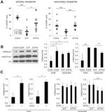 CD45 Antibody in Flow Cytometry (Flow)