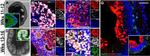 HuC/HuD Antibody in Immunocytochemistry (ICC/IF)