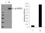 Human STAT3 (Phospho) [pY705] InstantOne™ ELISA Kit