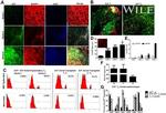 CD29 (Integrin beta 1) Antibody in Flow Cytometry (Flow)