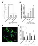 phospho-Tyrosine Antibody in Immunocytochemistry (ICC/IF)