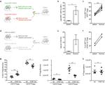 CD218a (IL-18Ra) Antibody in Flow Cytometry (Flow)