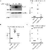 Nrf2 Antibody in Western Blot (WB)