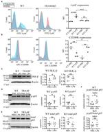 CD200 Receptor Antibody in Flow Cytometry (Flow)