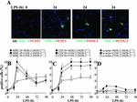 MHC Class II (I-A/I-E) Antibody in Immunohistochemistry (IHC)