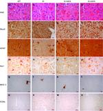 MHC Class II (I-A/I-E) Antibody in Immunohistochemistry (IHC)