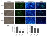 Myogenin Antibody in Immunocytochemistry (ICC/IF)