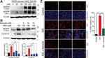 Ki-67 Antibody in Immunocytochemistry (ICC/IF)