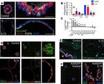 Ki-67 Antibody in Immunocytochemistry (ICC/IF)