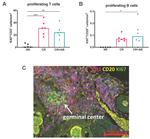 Ki-67 Antibody in Immunohistochemistry (IHC)