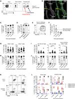 HLA-A3 Antibody in Flow Cytometry (Flow)