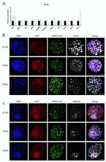 Nanog Antibody in Immunocytochemistry (ICC/IF)