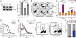 IgD Antibody in ELISA (ELISA)