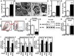 CD326 (EpCAM) Antibody in Flow Cytometry (Flow)