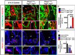 Endomucin Antibody in Immunohistochemistry (IHC)